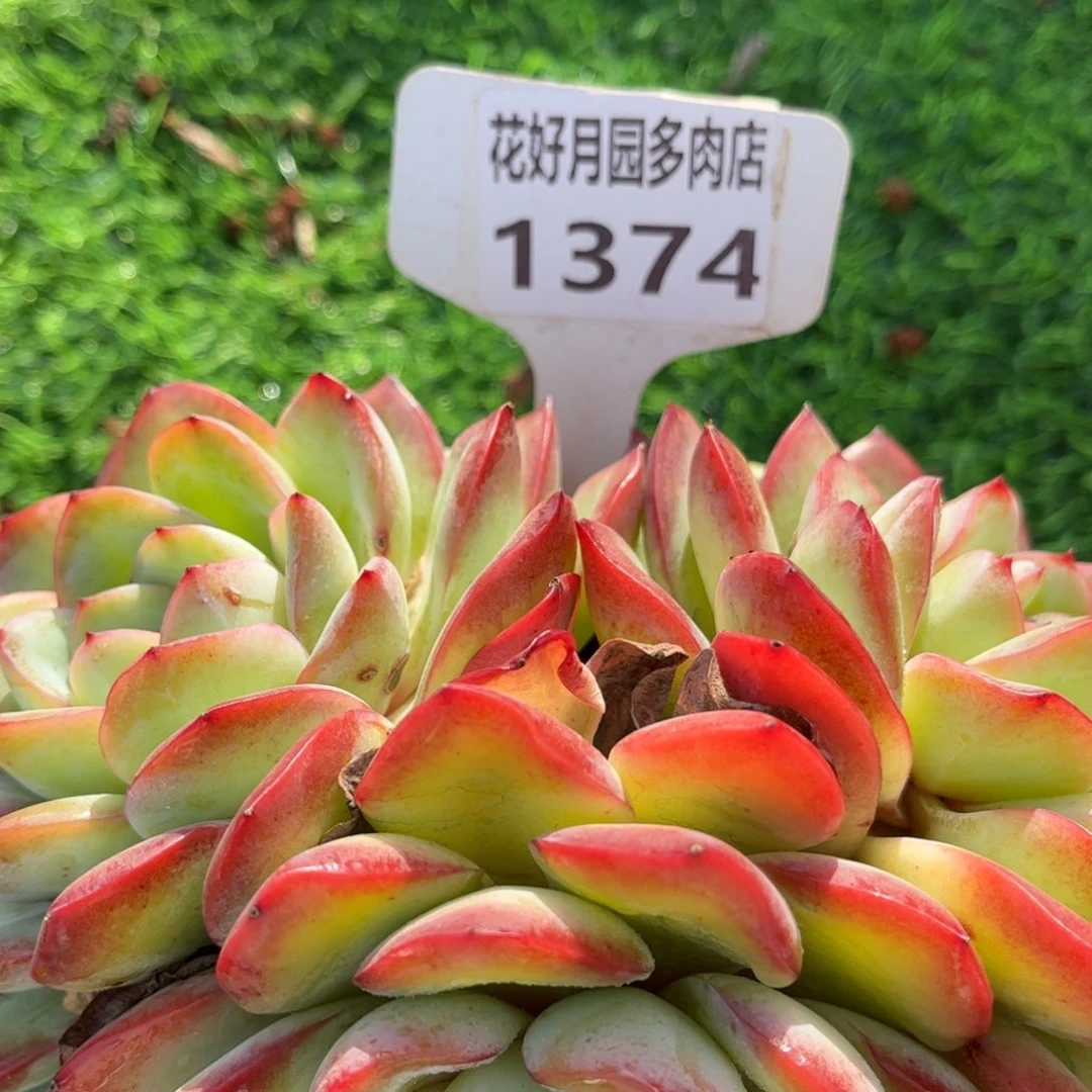 用***9多肉植物1374 满30包邮