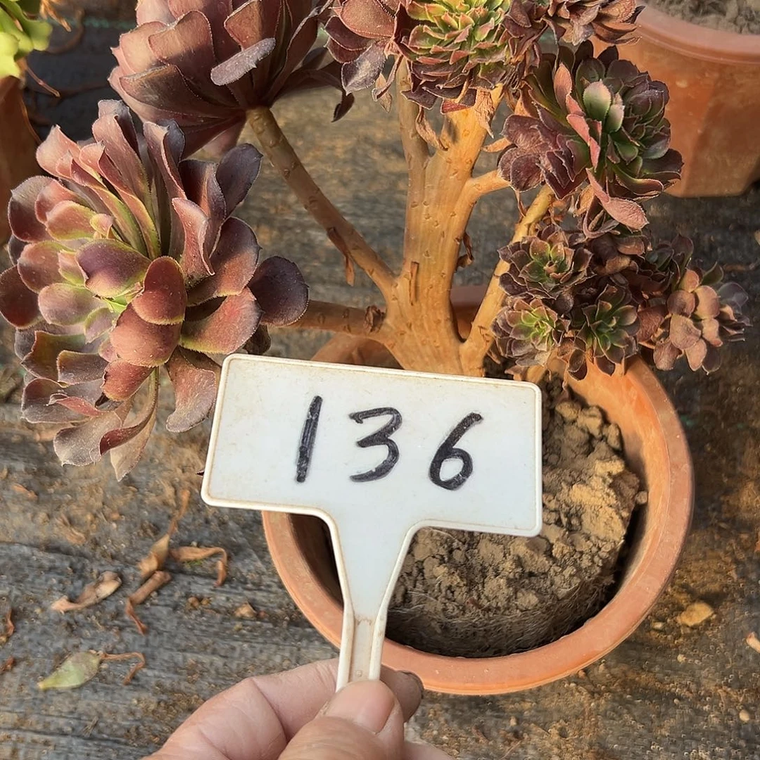 多肉植物缀花花136