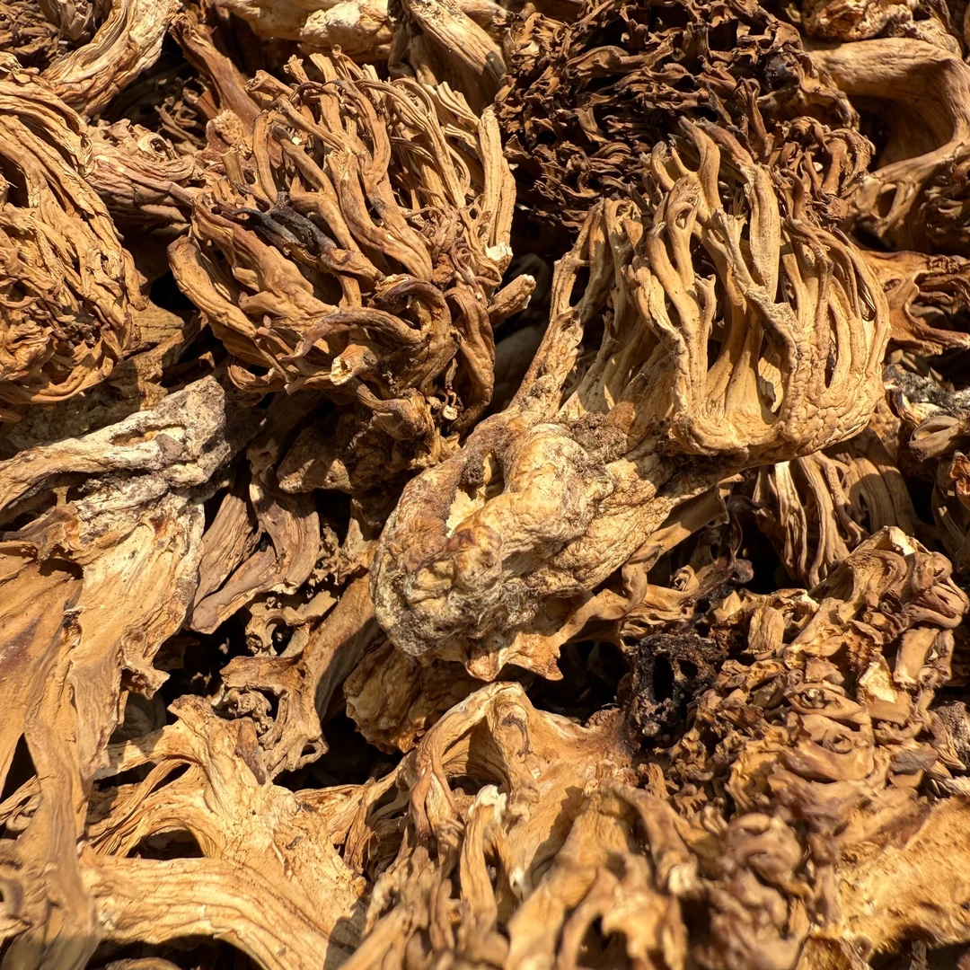 【珊瑚菌】云南高原刷把菌扫把菌新货菌香浓郁肉质脆香煲汤爆炒