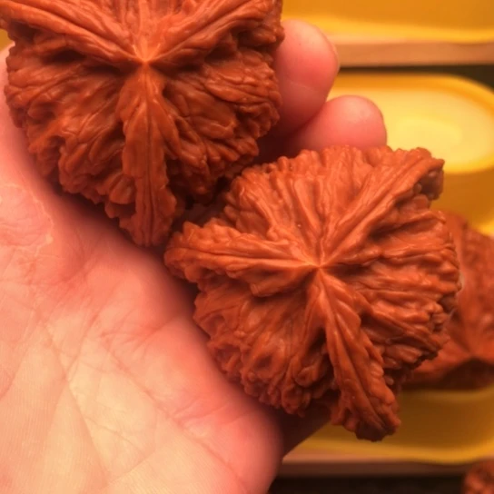 大***壮核桃核桃核桃核桃核桃核桃