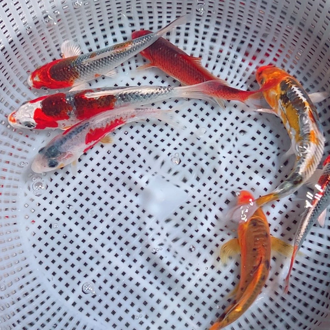 锦鲤锦鲤观赏鱼888