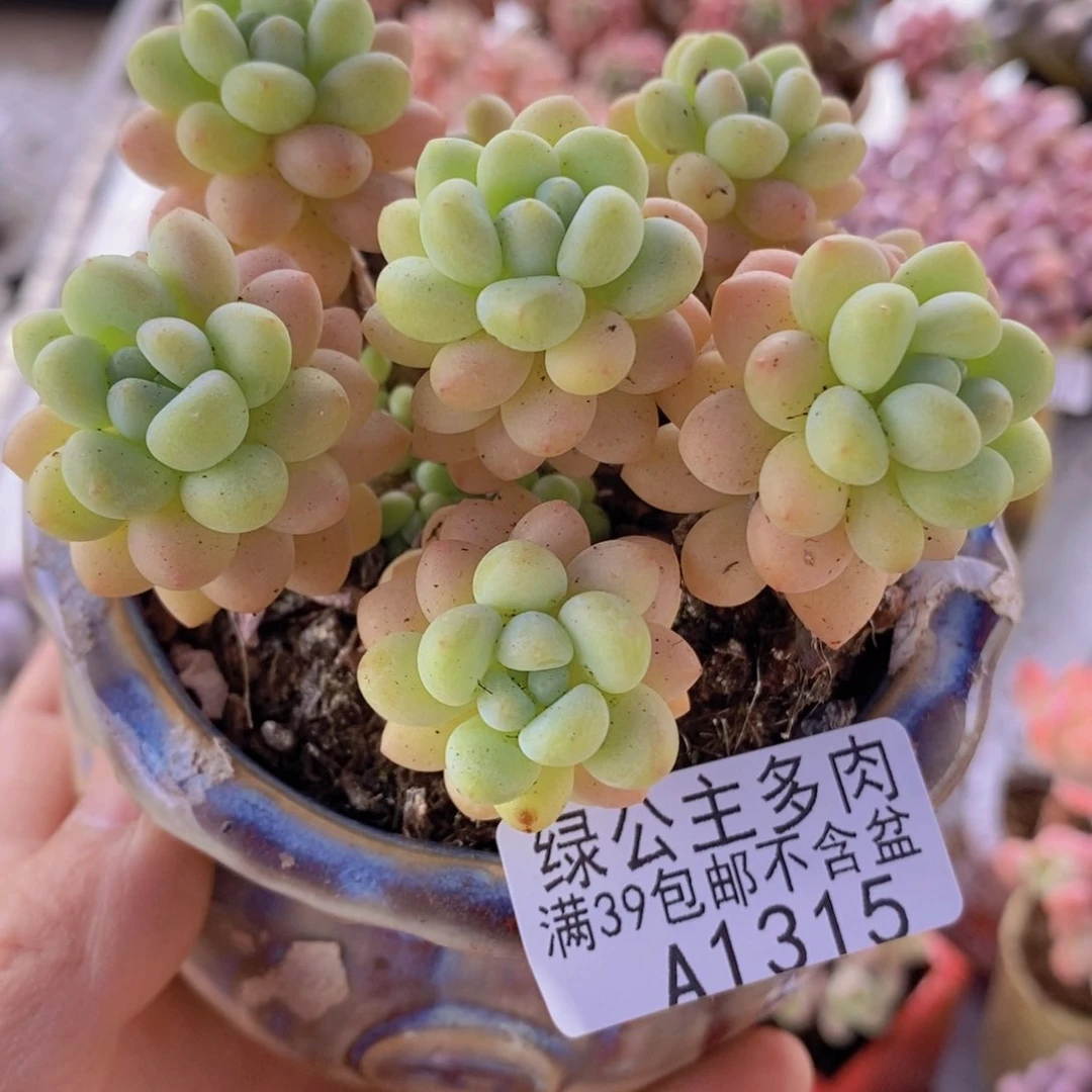 洛可可老桩有砍8cm1315多肉植物