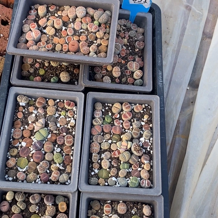 幸***店生石花等植物的生长691