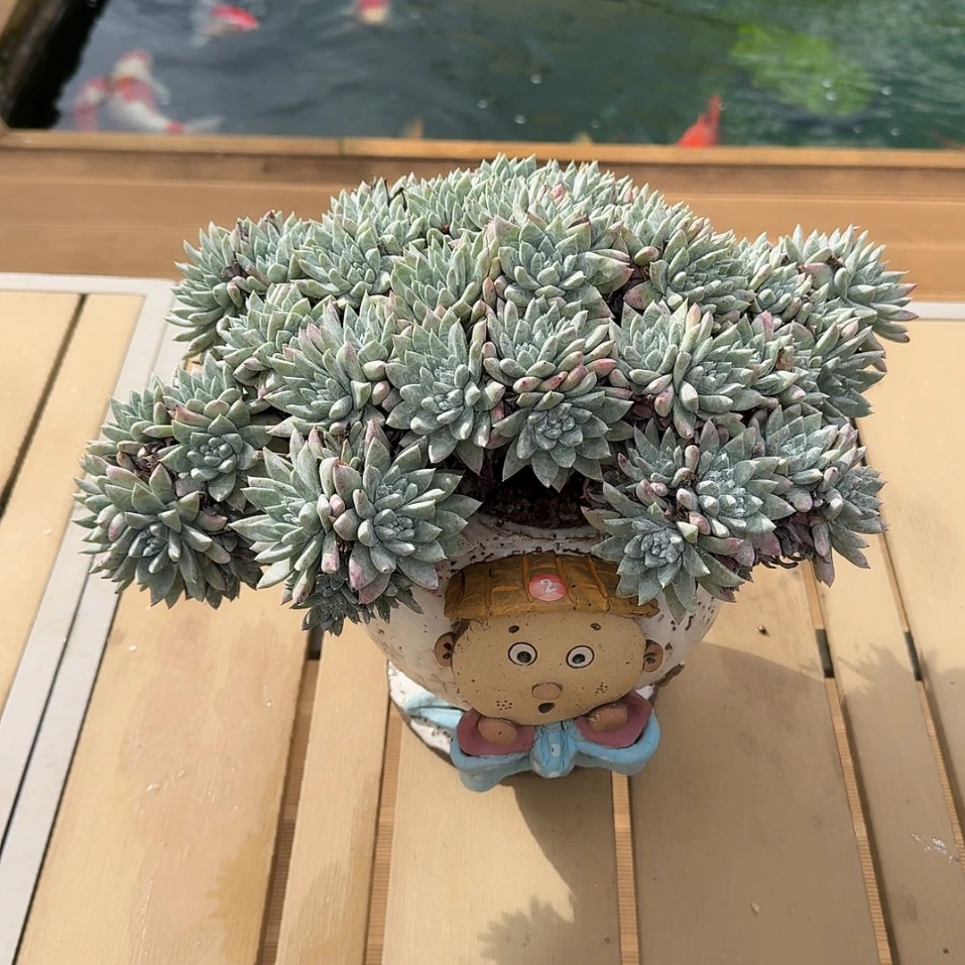 花***花花花白雪老桩带盆