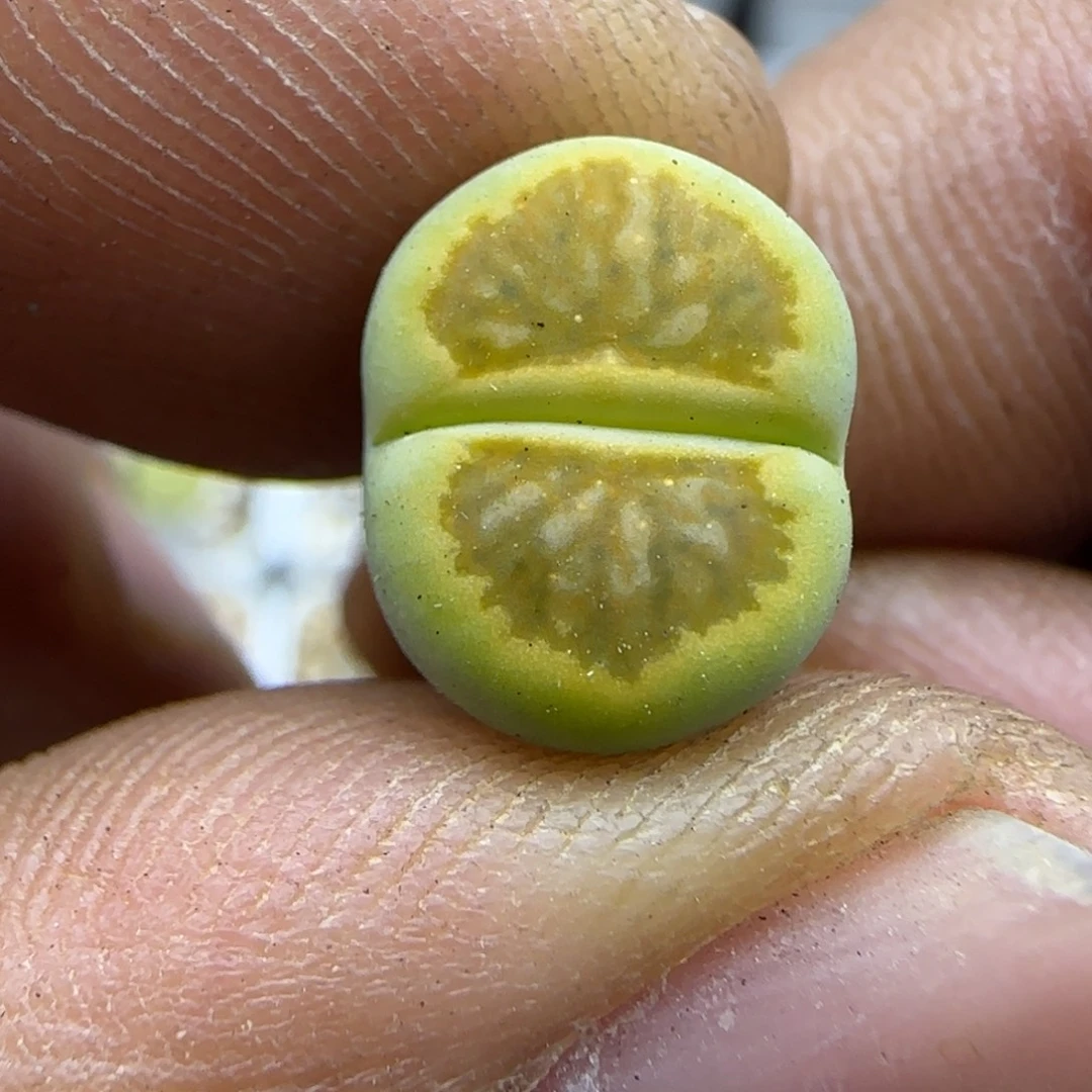 353 生石花大棚直播