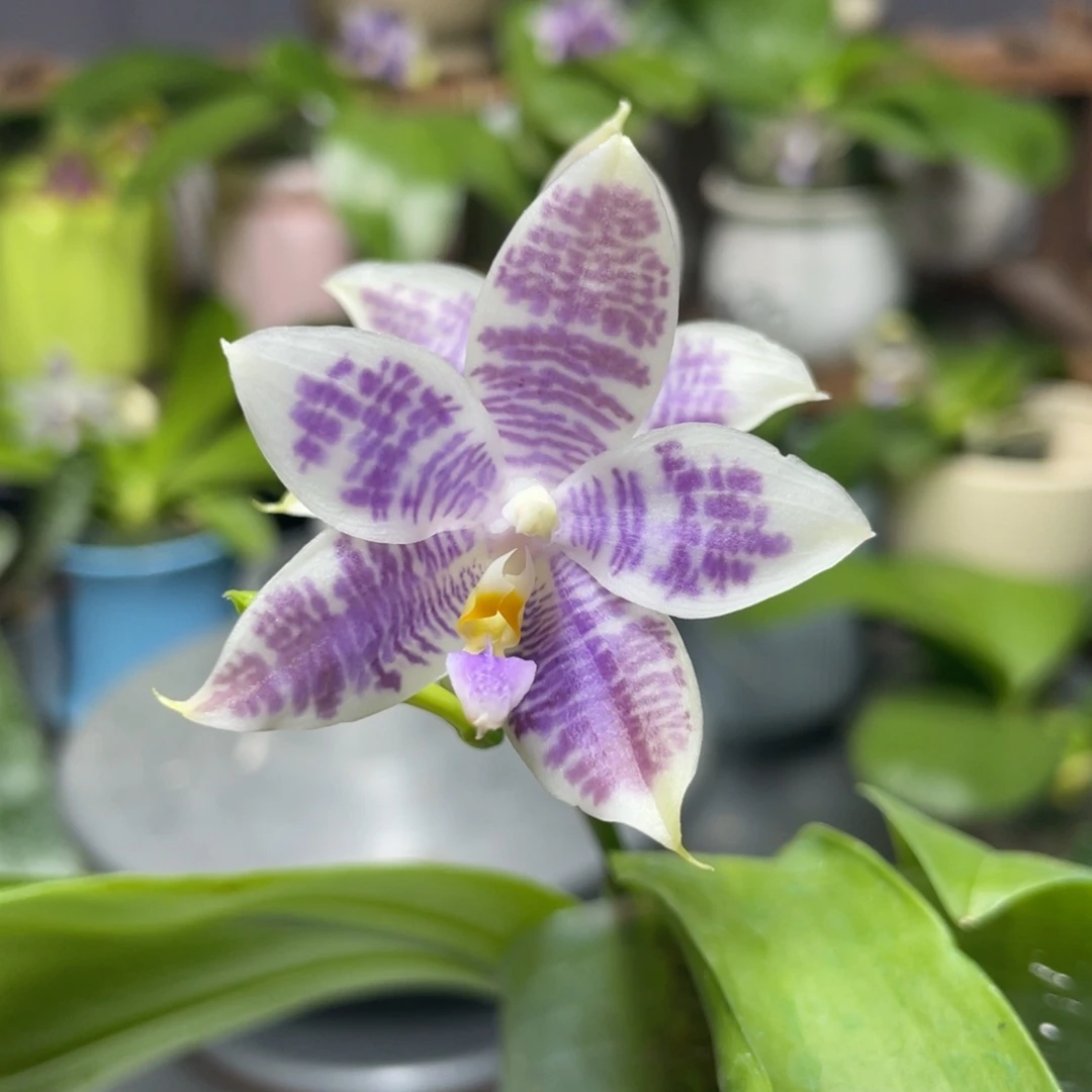 完全开放D719，2.5杯开花株