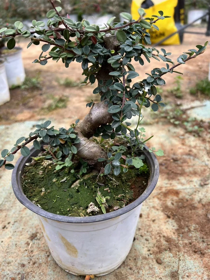 红花荀子，白花荀子