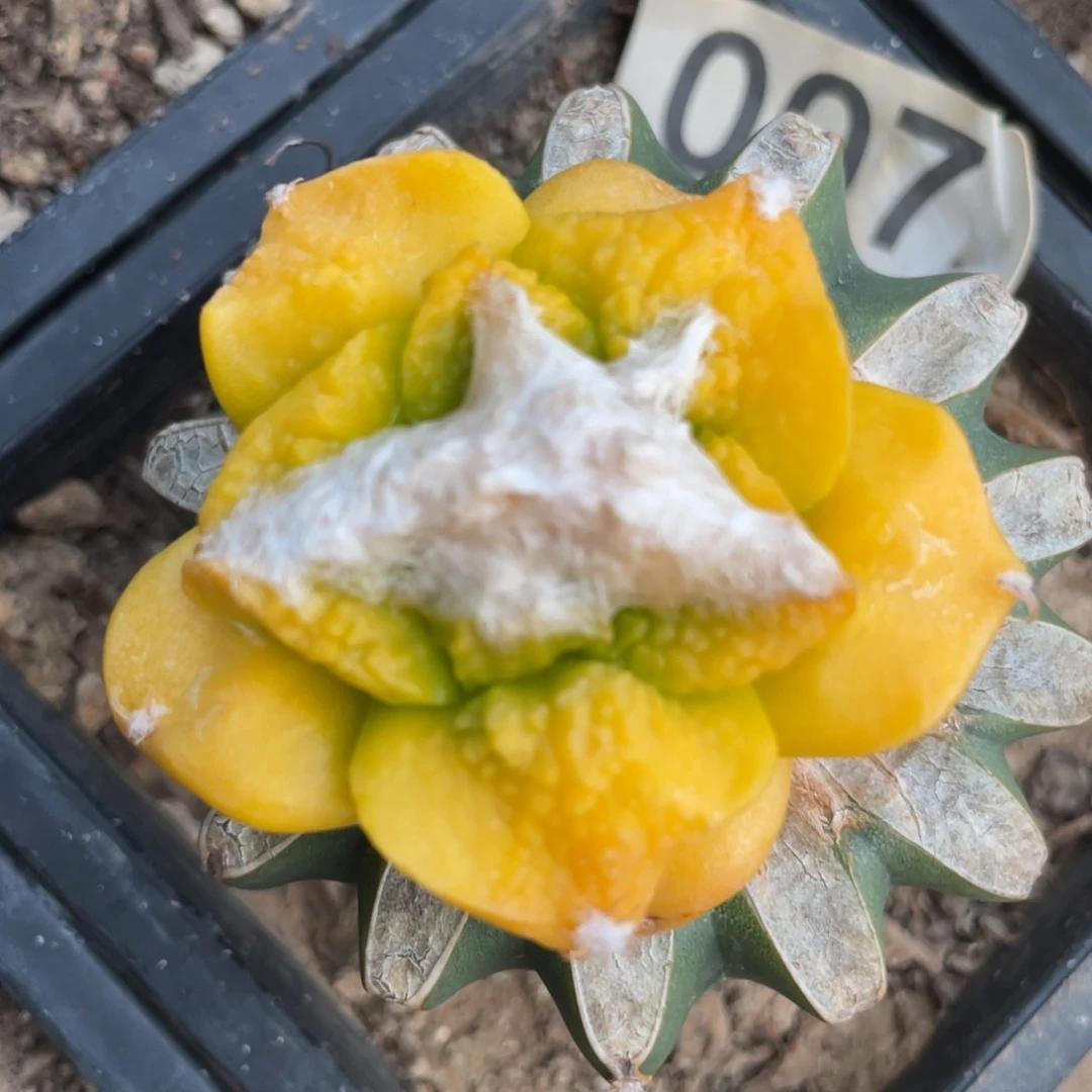 丸犹种源菜花牡丹锦007