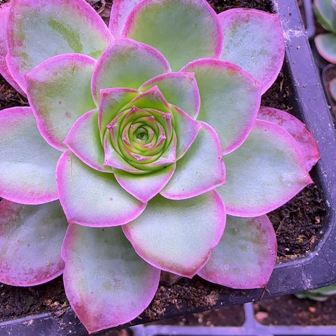 福利5959998555688855685666589