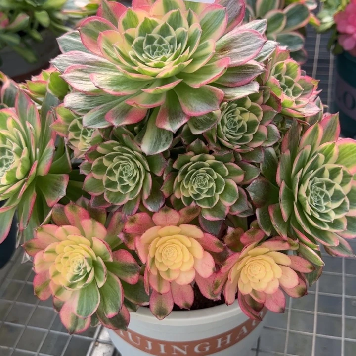 111海鲜23厘米左右