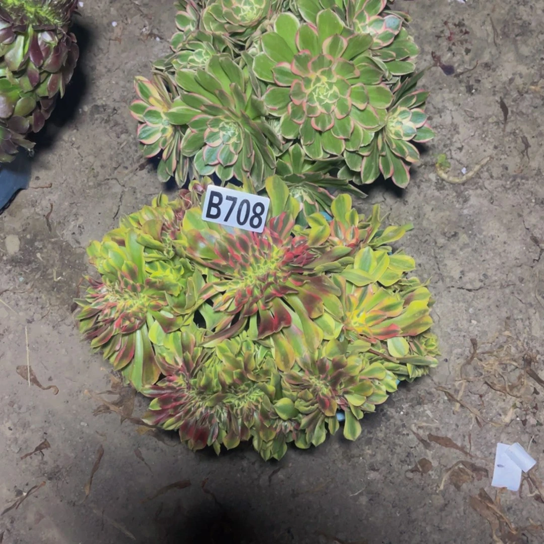 两盆法师28////-54包邮