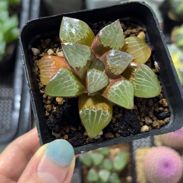 实生森之魅惑多肉植物