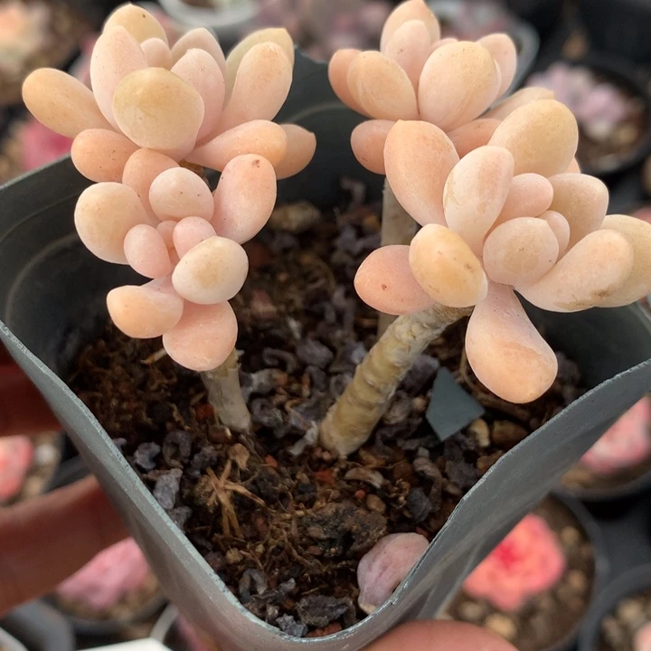 达芙妮多肉一物一拍