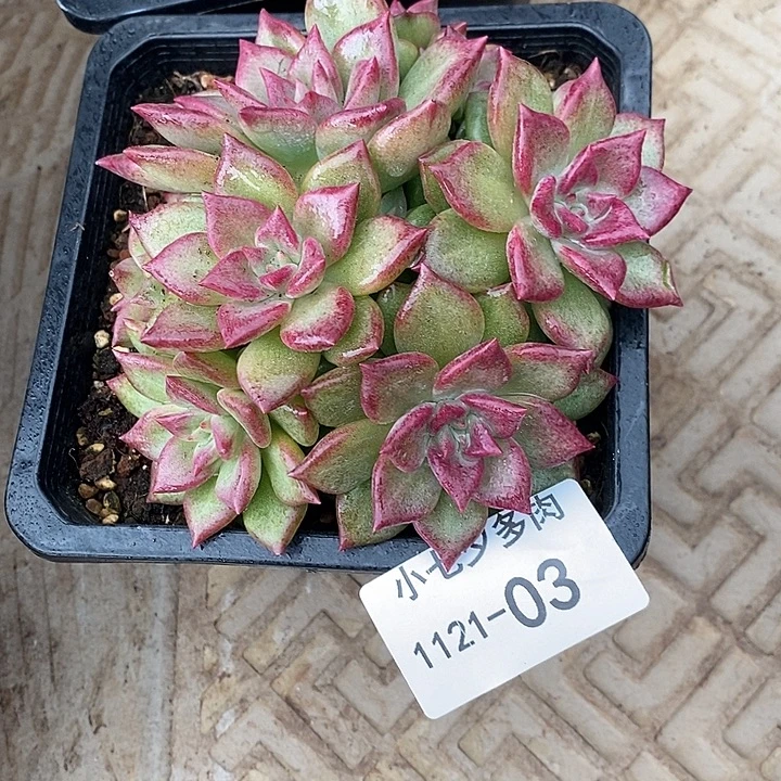 有****小七夕多肉迷雾泡泡杂03