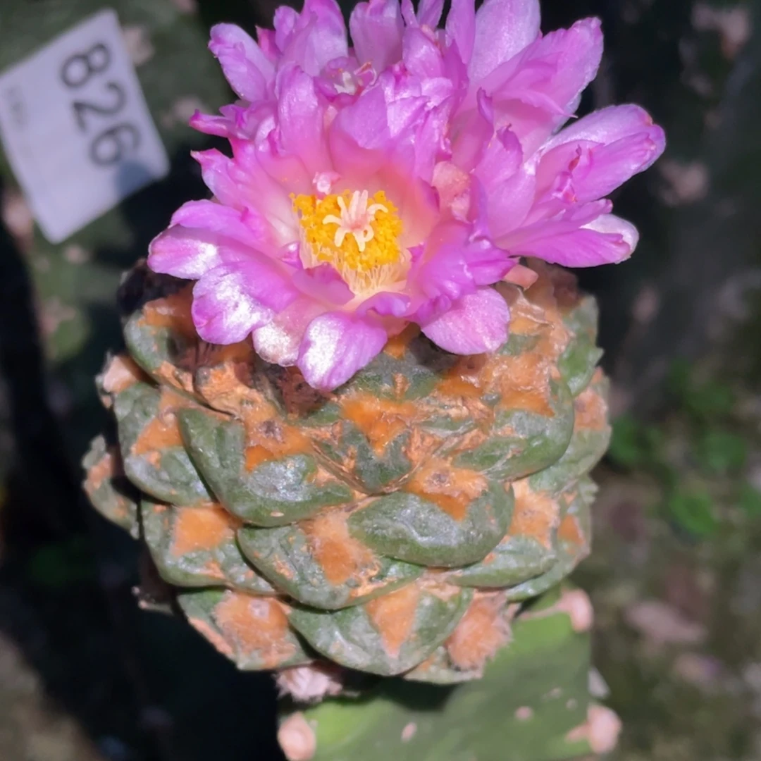 全部花朵松果龟甲牡丹826