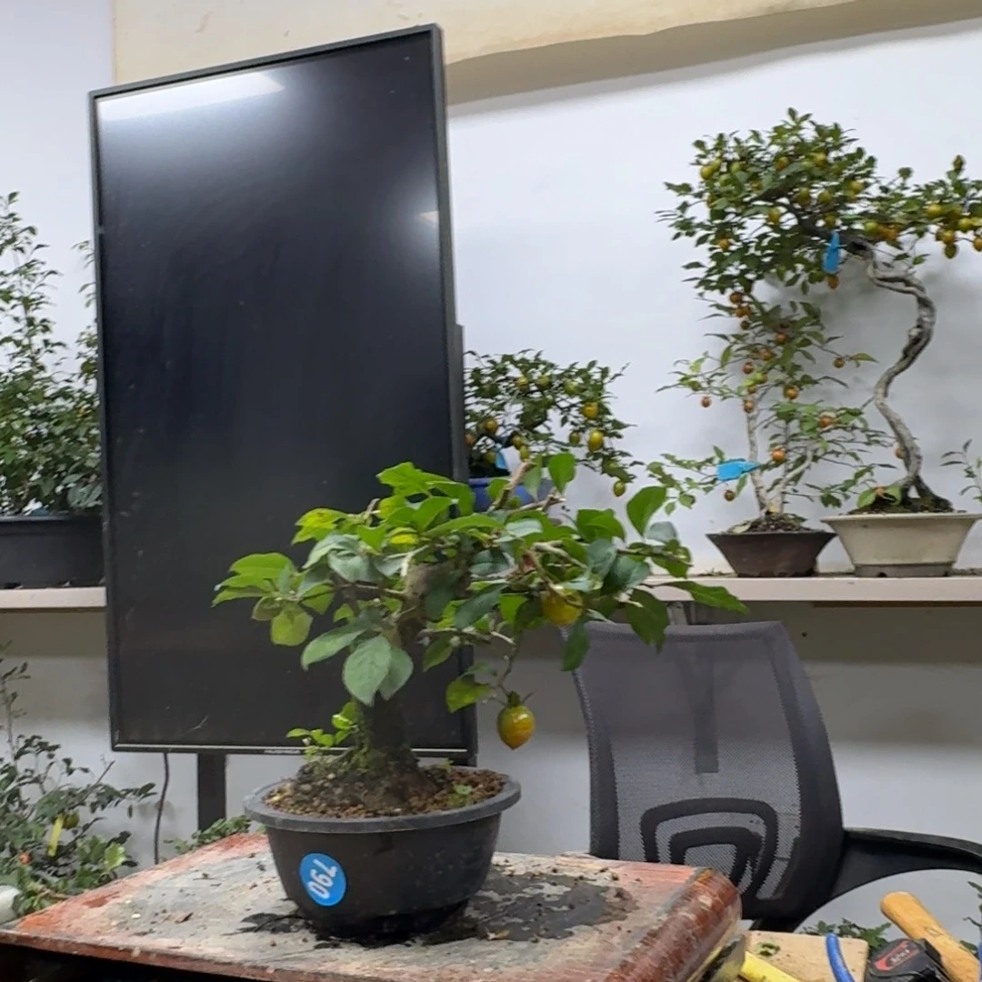 用***4无花朵790顺丰到付不包邮