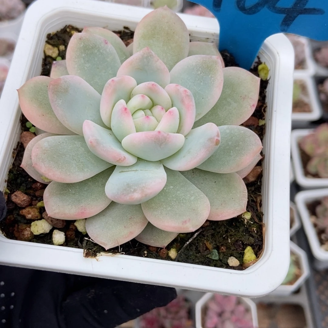 964橙子锦多肉94498多肉