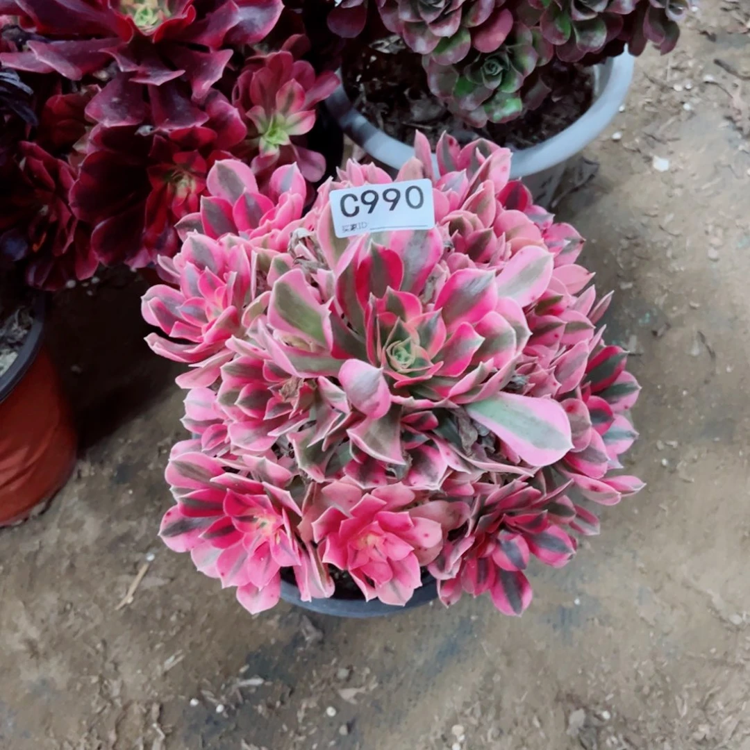 990粉女巫多肉植物法师多肉