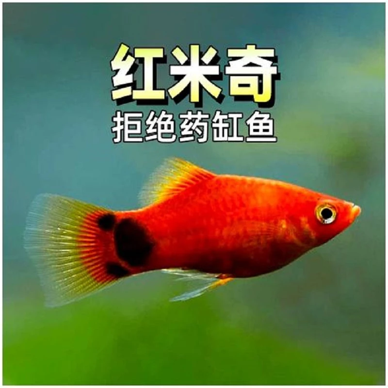 米奇鱼 热带鱼 胎生鱼 小型鱼 观赏鱼 活体热带鱼 好养活新手鱼