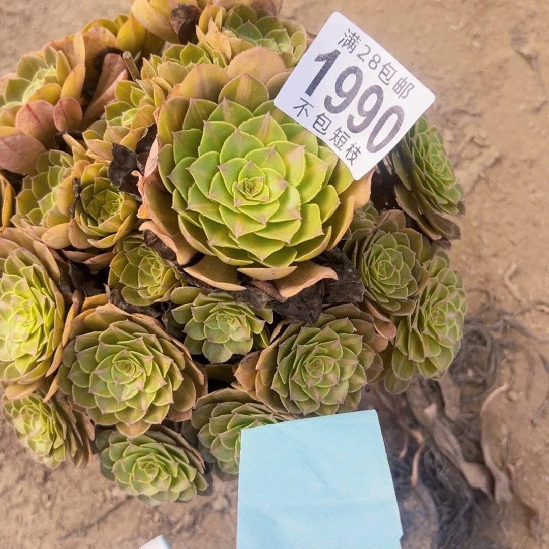 1990包邮多肉植物法师抹茶多肉