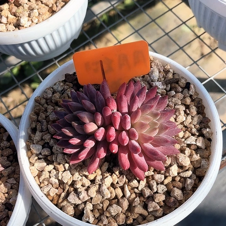 奶茶1号码牌子的话题了解
