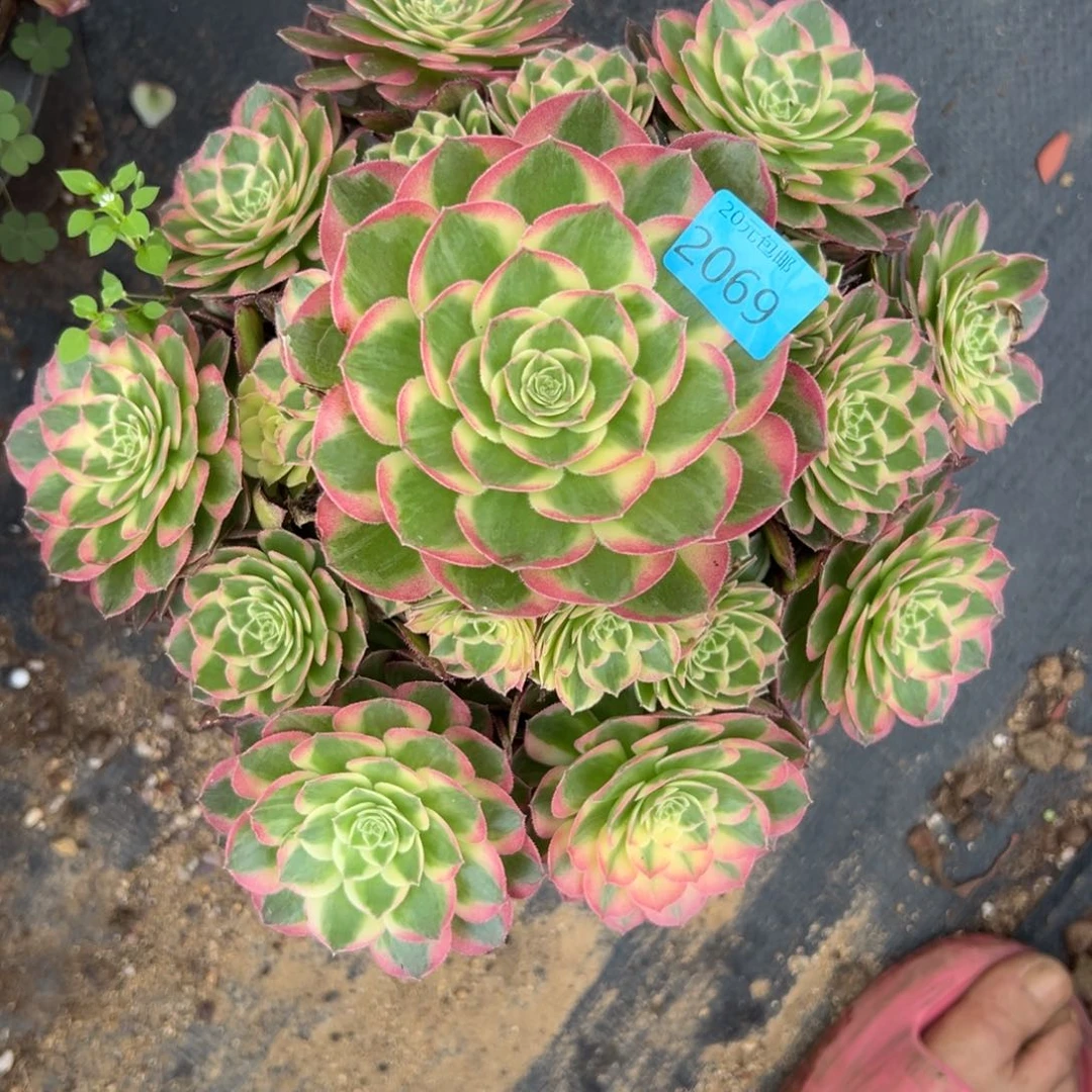2069玉芙蓉多肉植物