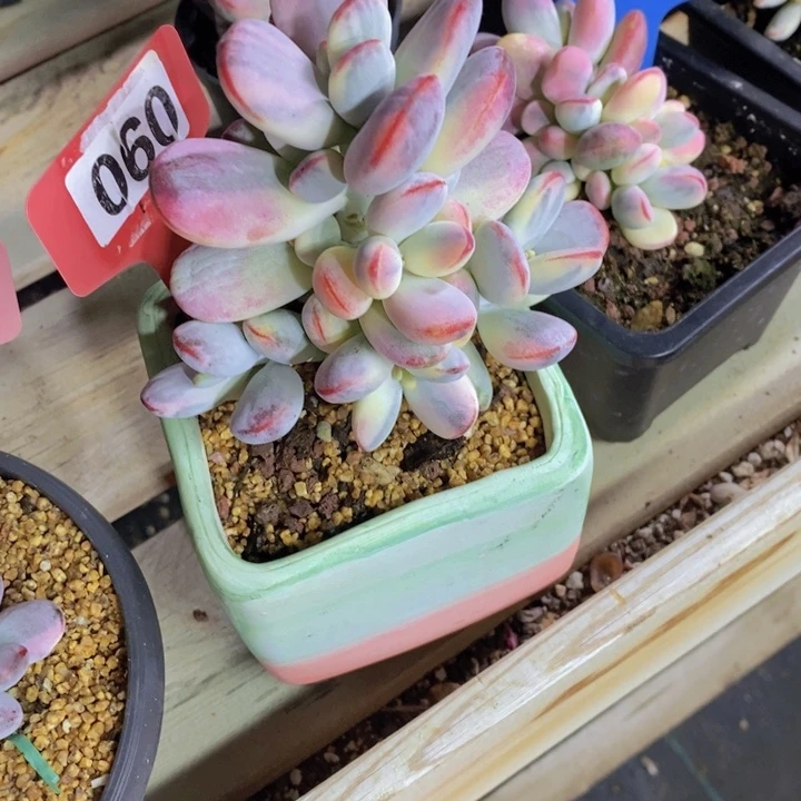 甜***。060多肉植物1111111