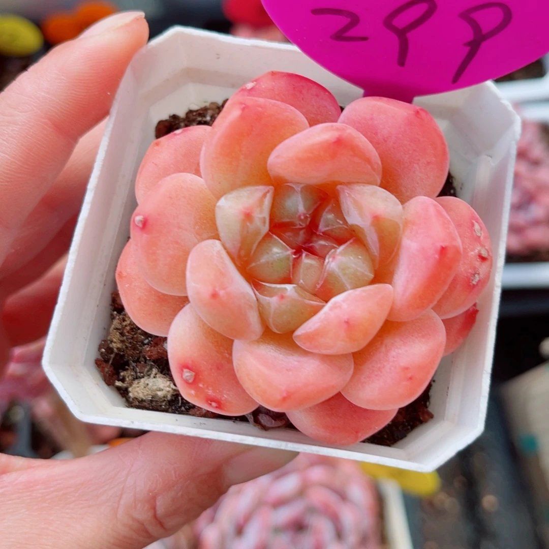 ****犀299号小老桩糖心单头