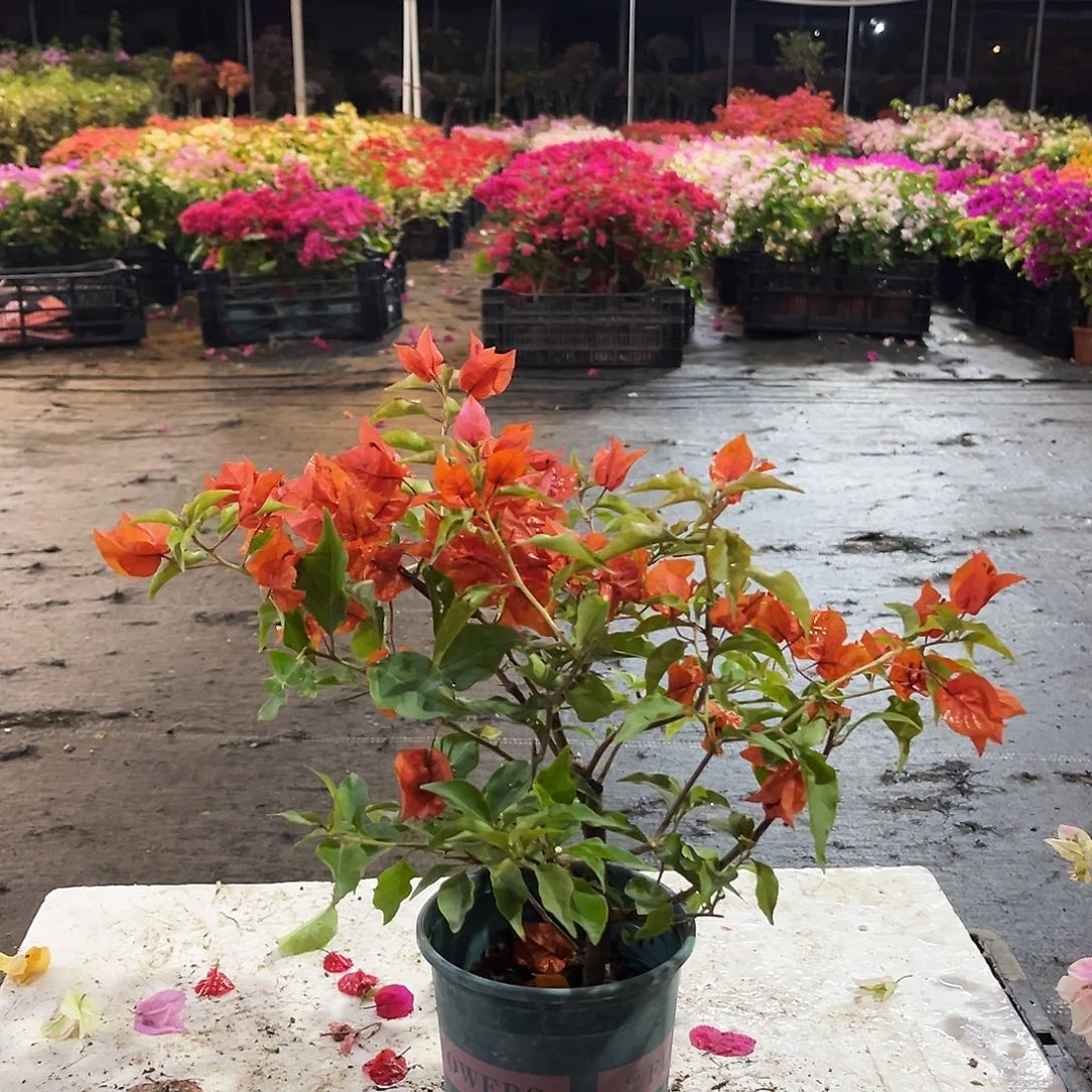 大部分花苞少量开放红桑巴掌中宝一颗