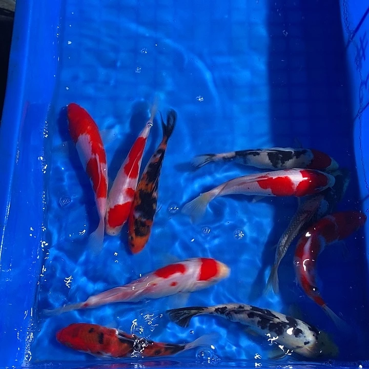 那***年锦鲤锦鲤活鱼开箱包活