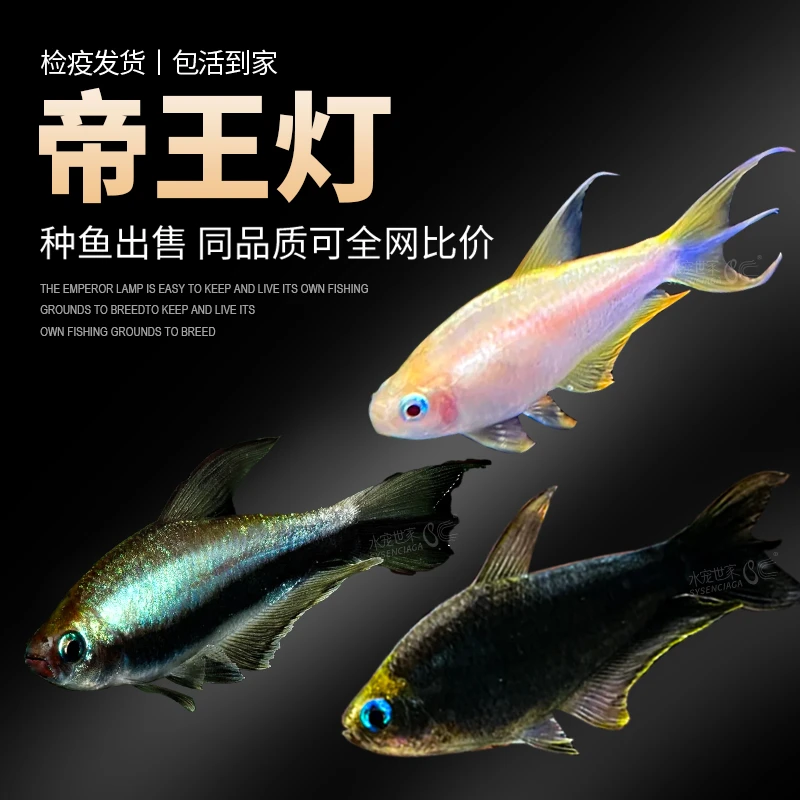 黄金帝王灯鱼草缸混养群游热带黑帝王淡水观赏灯科鱼稀有帝王灯