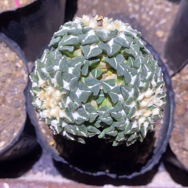 无花朵三头姬牡丹