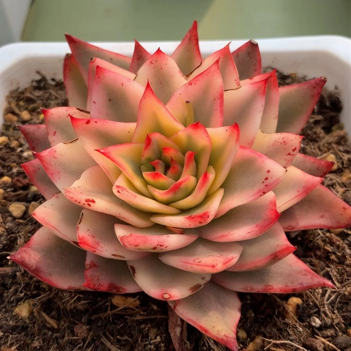 吉赛尔锦锦上园艺一物一拍