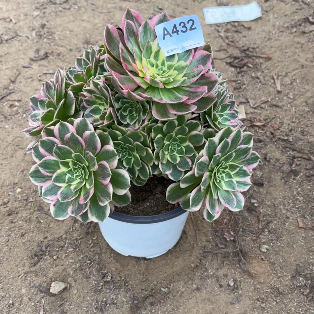 海王多肉断枝不包432