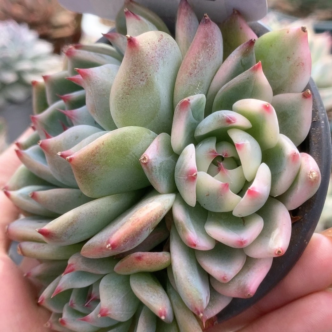 036锦锦锦锦锦锦锦