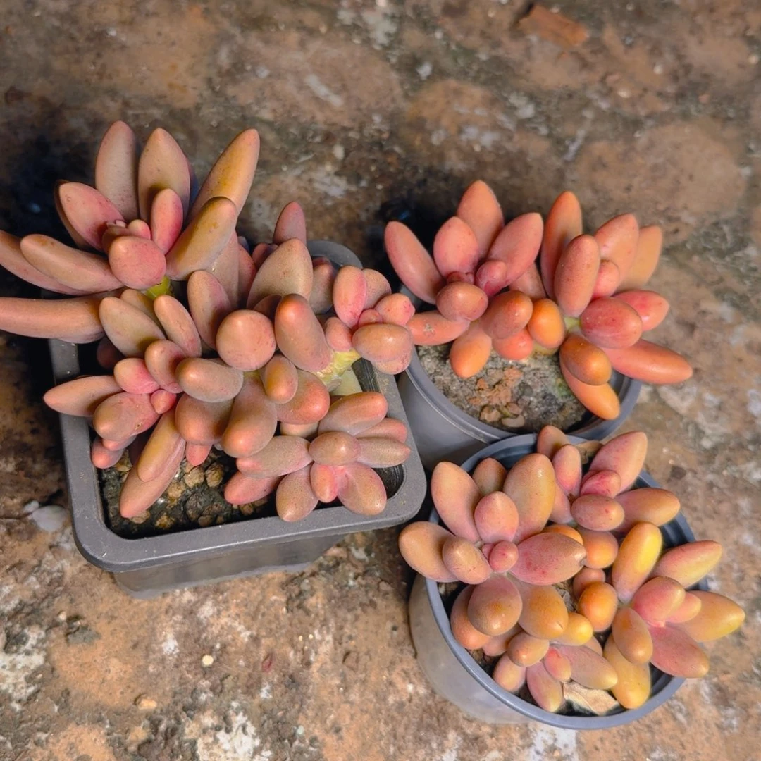 福利3颗糖果多肉111111111