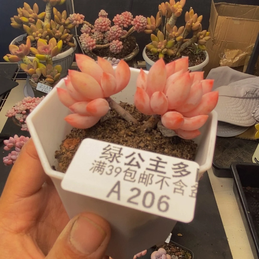 206所罗门多肉4c m