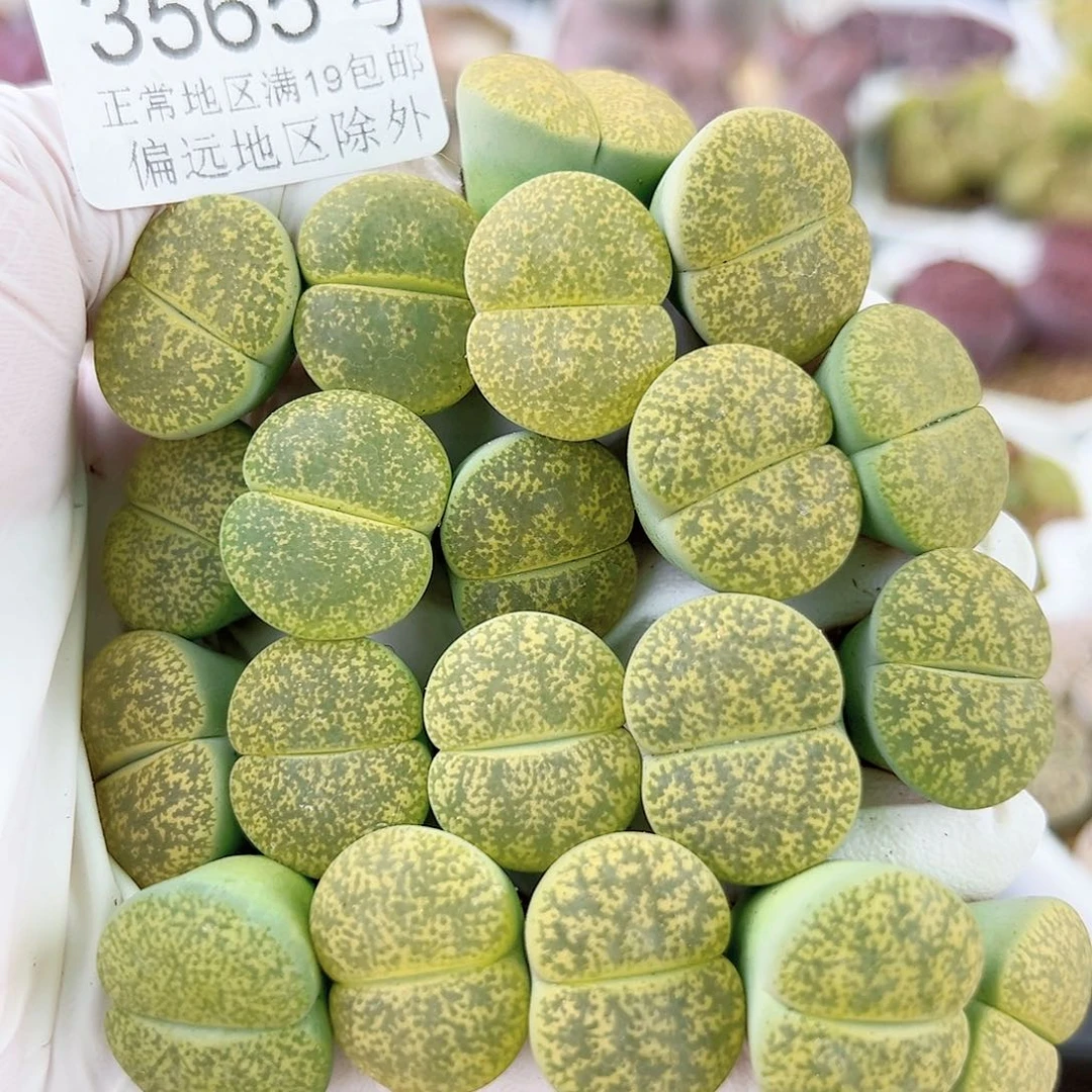 3565 好养易活生石花大母本20个