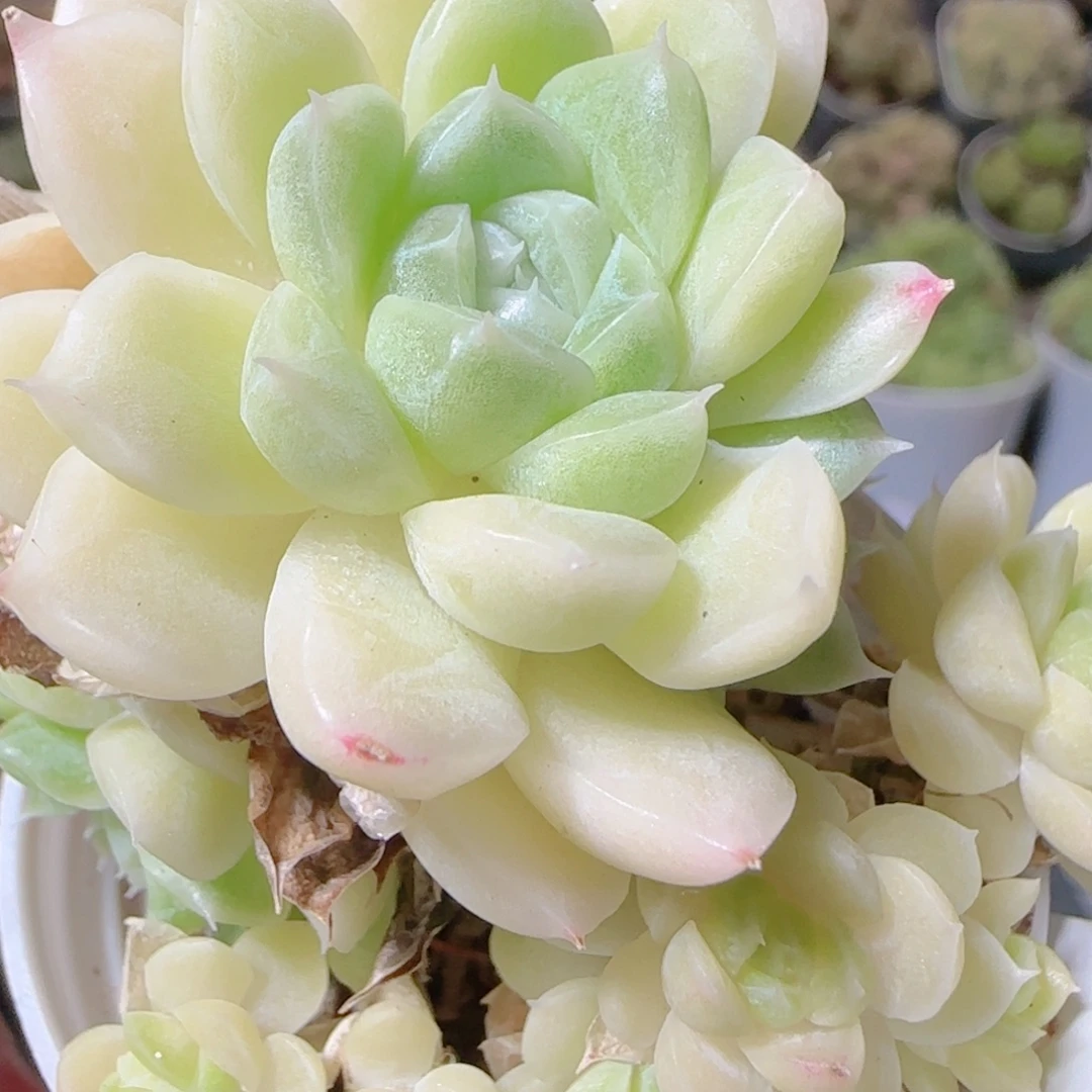 花语逸镜1103-53散