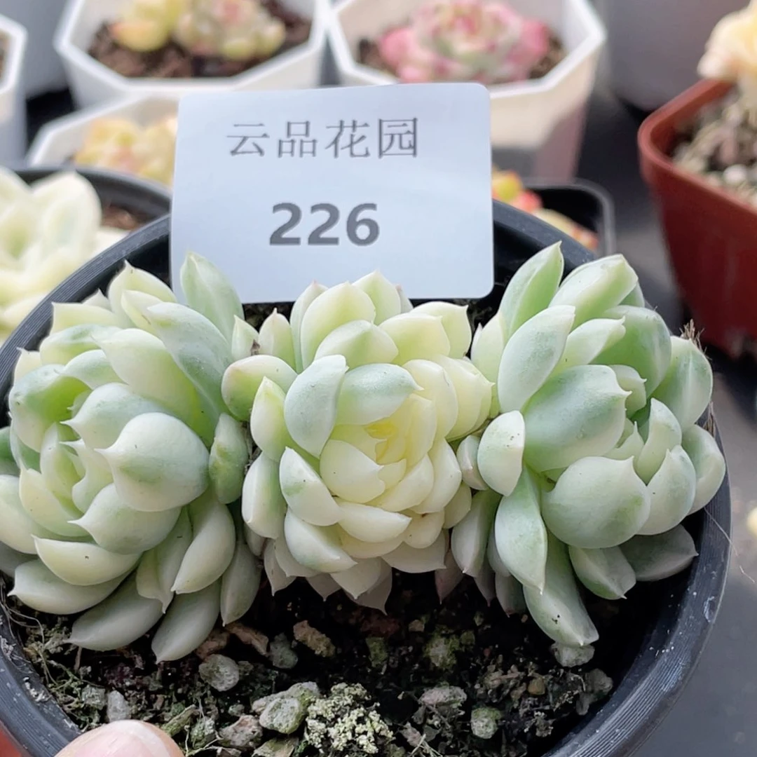 226号糖心冰心珍妮 香妃月影锦