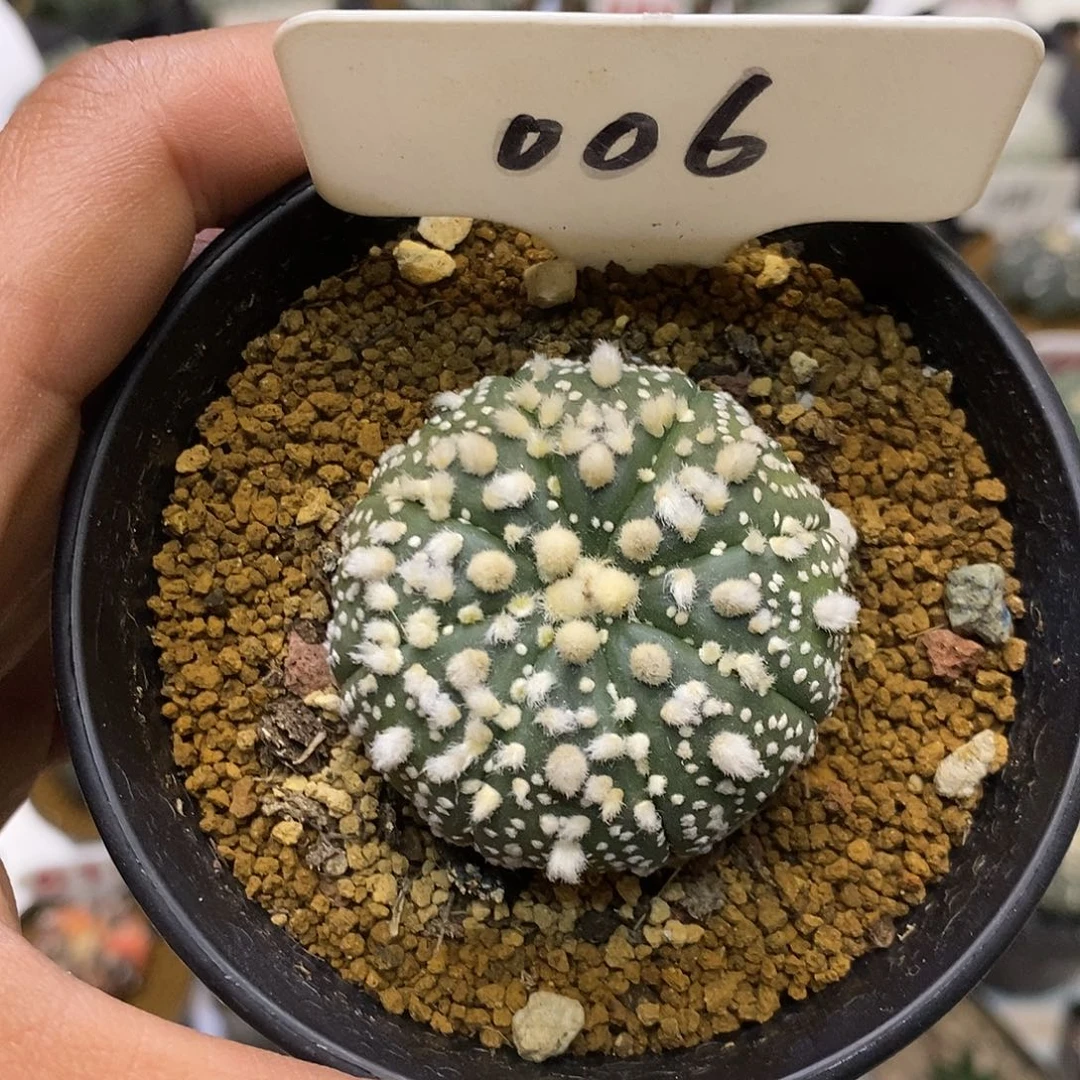 006花园福利特价来了