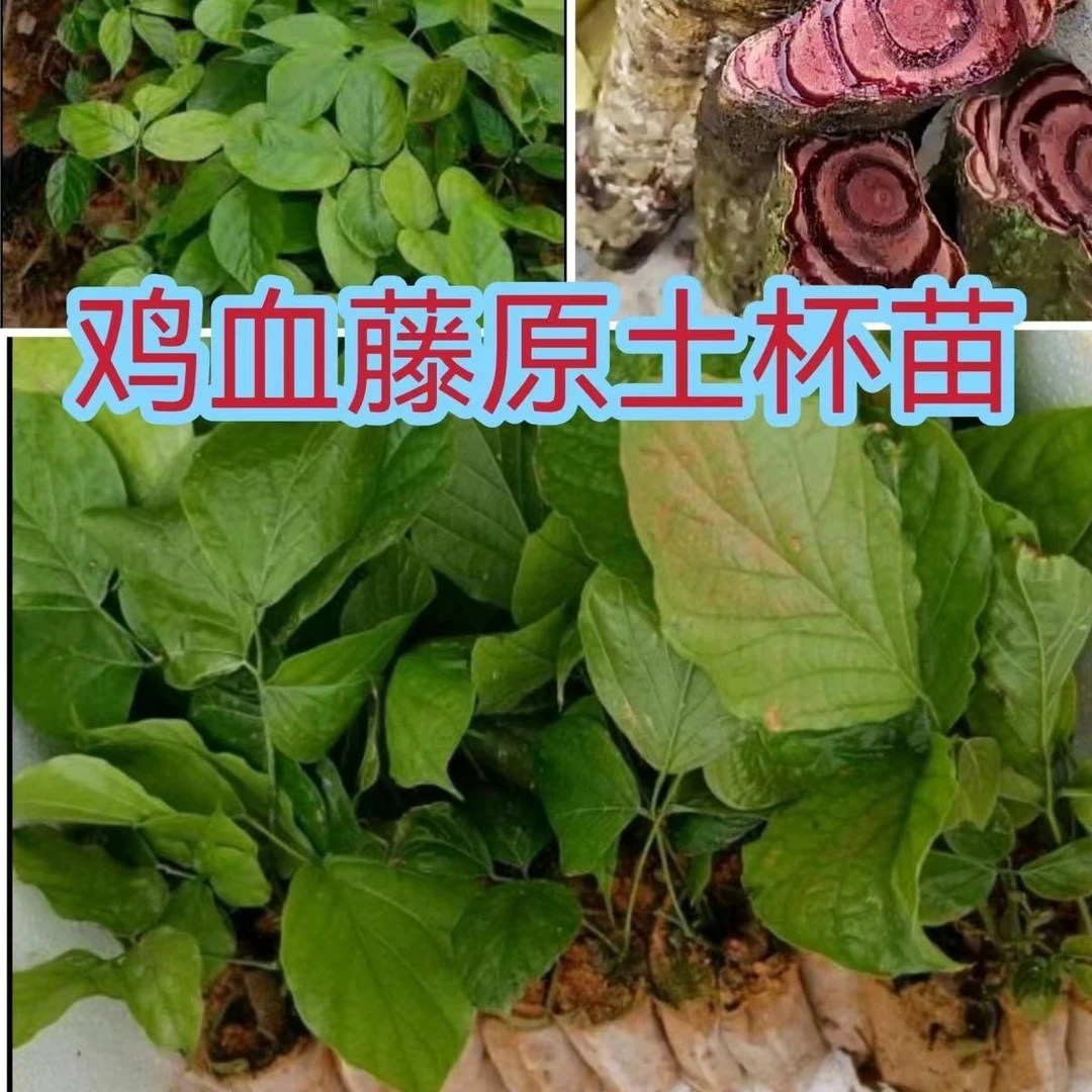 广西正宗三叶鸡血藤苗多环鸡血藤血风藤树苗五层风九层风