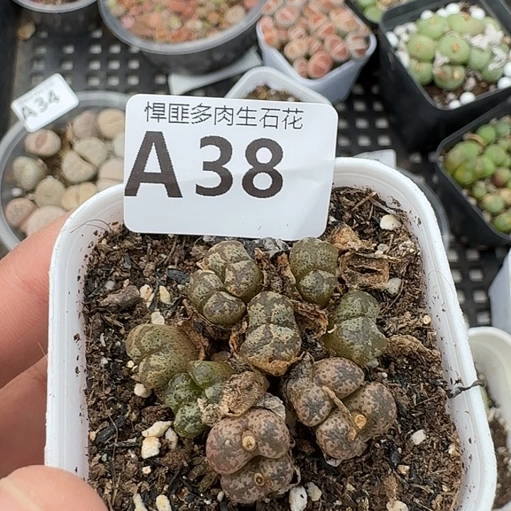 38多肉植物多肉植物