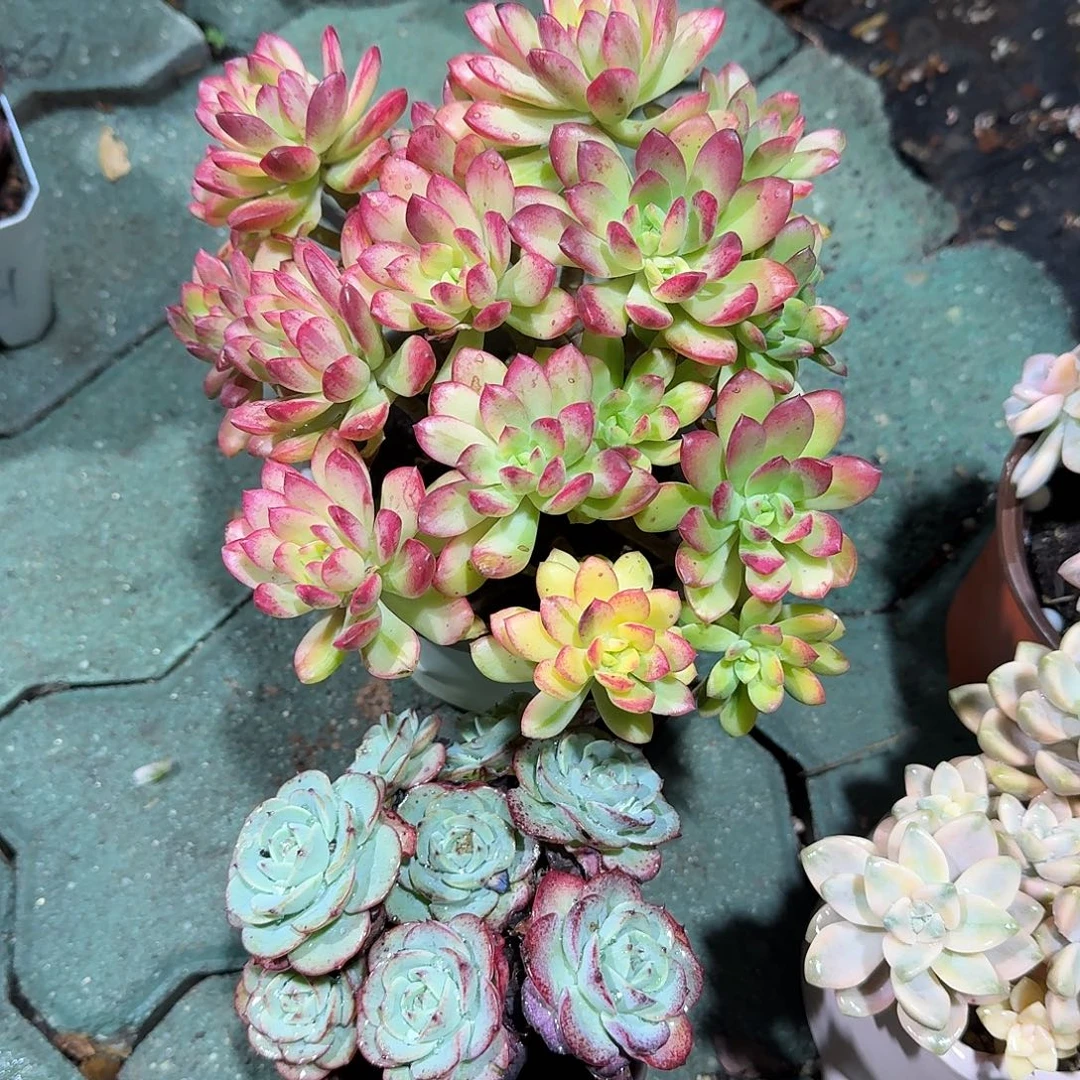 小叮当锦➕奶油黄桃多肉植物