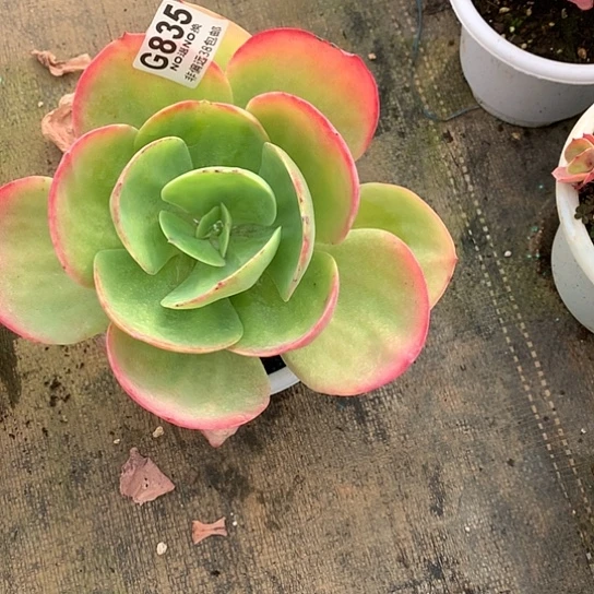 麦****白凤杂835 全场处理默认微瑕7-8天发货