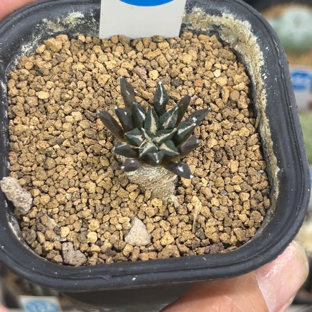 313实生黑牡丹带盆带土