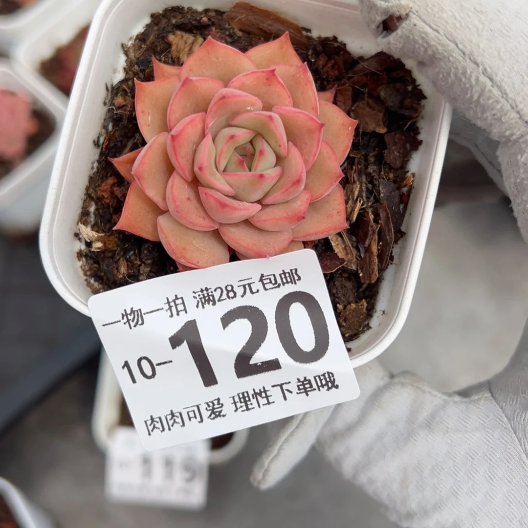 不知名多肉多肉多肉多肉