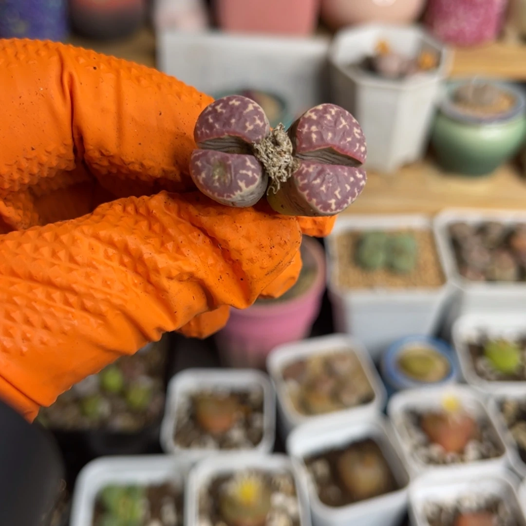 多肉植物一物一拍79