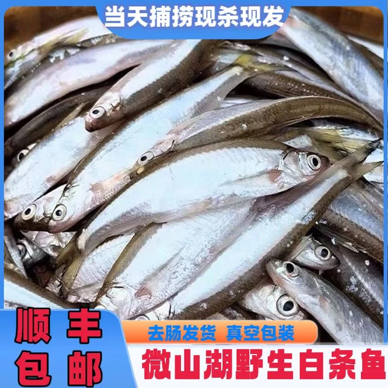 -微山湖野生白鱼翘嘴白条现宰现杀新鲜淡水河鱼