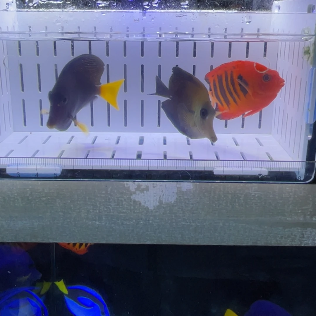 靠***¹海水鱼三角吊111111
